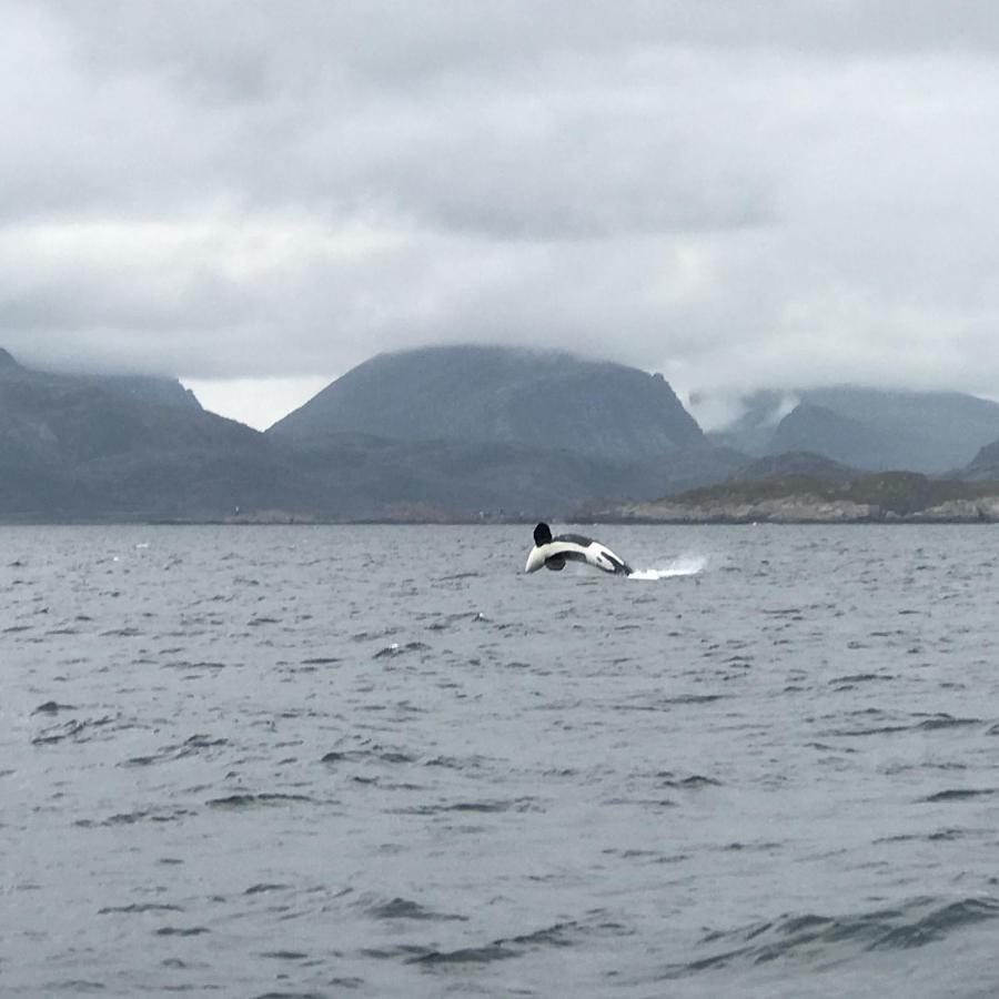 Fishermans Rorbu 2 - Lofoten Apartment *